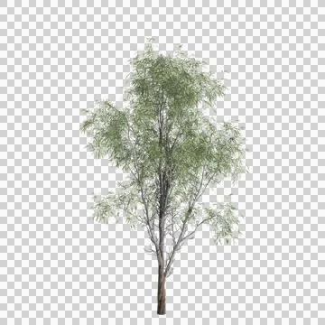 3d illustration of Eucalyptus globulus tree isolated on transparent background Stock Illustration