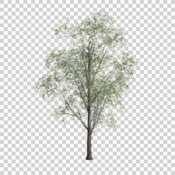 3d illustration of Eucalyptus globulus tree isolated on transparent background Stock Illustration