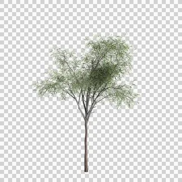 3d illustration of Eucalyptus globulus tree isolated on transparent background Illustrazione stock