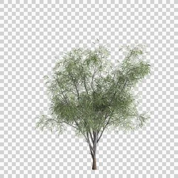 3d illustration of Eucalyptus globulus tree isolated on transparent background Stock Illustration