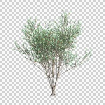 3d illustration of Eucalyptus lehmannii tree isolated on black background Stock Illustration