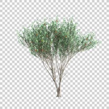 3d illustration of Eucalyptus lehmannii tree isolated on black background Stock Illustration
