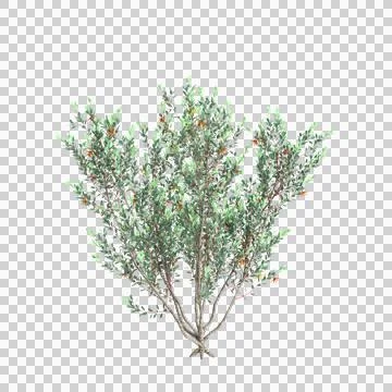 3d illustration of Eucalyptus lehmannii tree isolated on black background Stock Illustration