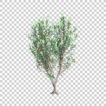 3d illustration of Eucalyptus lehmannii tree isolated on black background Stock Illustration