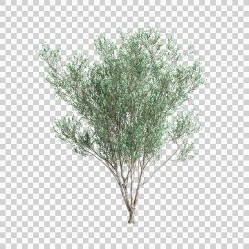 3d illustration of Eucalyptus lehmannii tree isolated on black background Stock Illustration