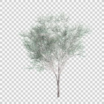 3d illustration of Eucalyptus polyanthemos tree isolated on transparent Stock Illustration