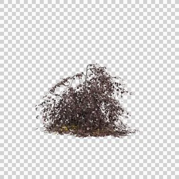 3d illustration of Fagus sylvatica tree isolated on transparent background Stock Illustration