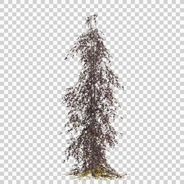 3d illustration of Fagus sylvatica tree isolated on transparent background Stock Illustration