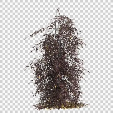 3d illustration of Fagus sylvatica tree isolated on transparent background Stock Illustration