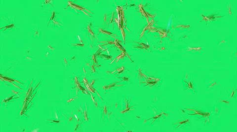 3d illustration - featuring a swarm of thousands of locusts flying into frame Stock Illustration