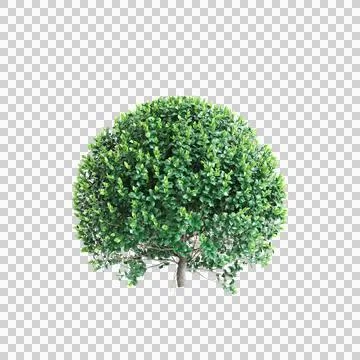 3d illustration of Ficus microcarpa tree isolated on transparent background Stock Illustration