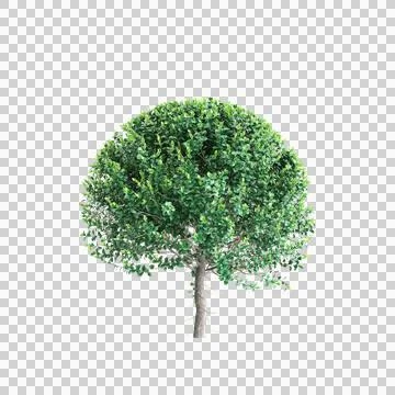 3d illustration of Ficus microcarpa tree isolated on transparent background Stock Illustration
