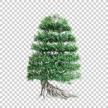 3d illustration of Ficus microcarpa tree isolated on transparent background Stock Illustration