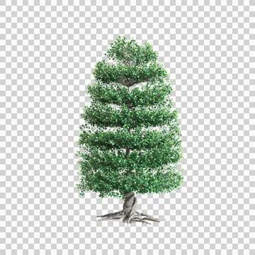 3d illustration of Ficus microcarpa tree isolated on transparent background Stock Illustration