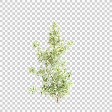 3d illustration of Ficus Triangularis bush isolated on black background Stock Photos