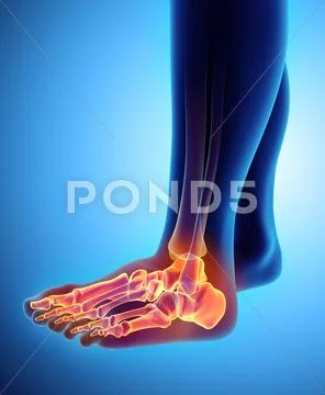 3D illustration of Foot Skeleton, medical concept. Stock Illustration