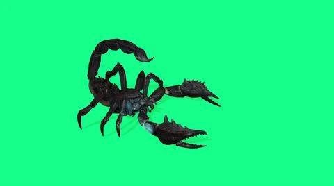 3d illustration - Forest scorpion in an aggressive posture on green backgroun Stock Illustration