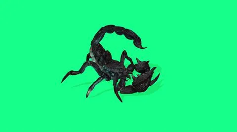 3d illustration - Forest scorpion in an aggressive posture on green backgroun Stock Illustration