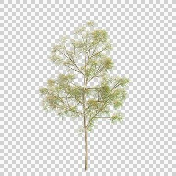 3d illustration of Grevillea robusta tree isolated on transparent background Stock Illustration