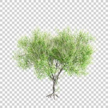 3d illustration of Hebe parviflora tree isolated on black background Stock Illustration