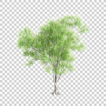 3d illustration of Hebe parviflora tree isolated on black background Stock Illustration