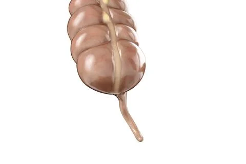 3d illustration of human appendix anatomy Stock Illustration