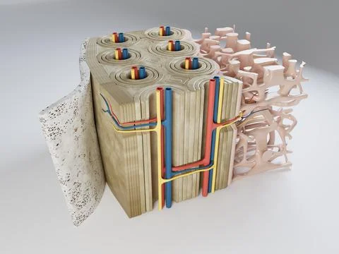 3d Illustration of Human Bone Structure Stock Illustration