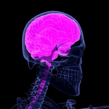 3d illustration human brain 3D render Illustrazione stock