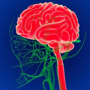 3D Illustration Human Brain with Circulatory System Anatomy. (3D Brain) Stock Illustration