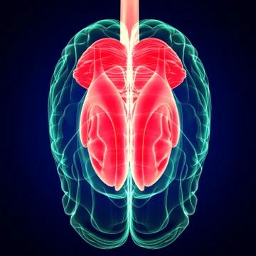 3D Illustration Human Brain Inner Parts Anatomy For Medical Concept イラスト素材