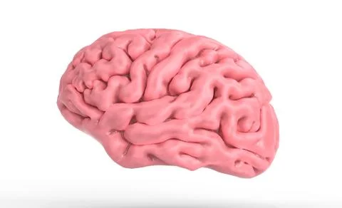 3d illustration of the human brain isolated in white 3d illustration Illustrazione stock