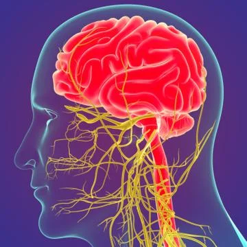 3D Illustration Human Brain with Nerves System Anatomy 3D Stock Illustration