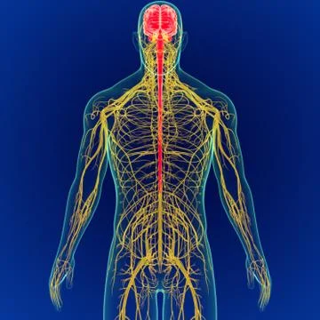 3D Illustration Human Brain with Nerves System Anatomy 3D Stock-Illustration