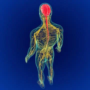 3D Illustration Human Brain with Nerves System Anatomy 3D Stock Illustration
