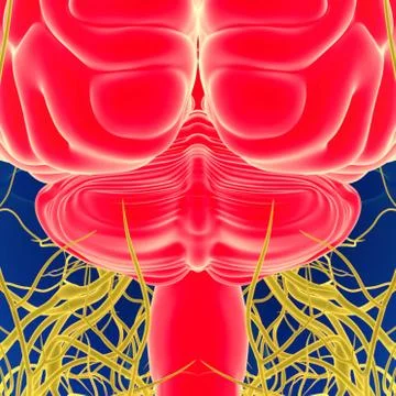 3D Illustration Human Brain with Nerves System Anatomy 3D Stock Illustration