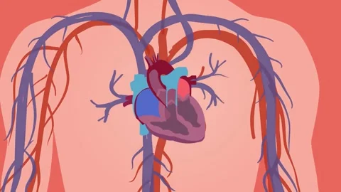3D Illustration of Human Circulatory System and Cardiovascular Anatomy 4K Stock Footage 339270484