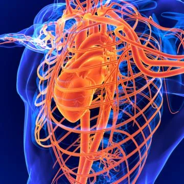 3D Illustration Human Circulatory System Anatomy (Heart) Stock Illustration