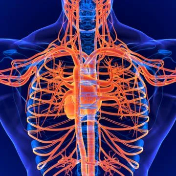 3D Illustration Human Circulatory System Anatomy (Heart) Stock Illustration