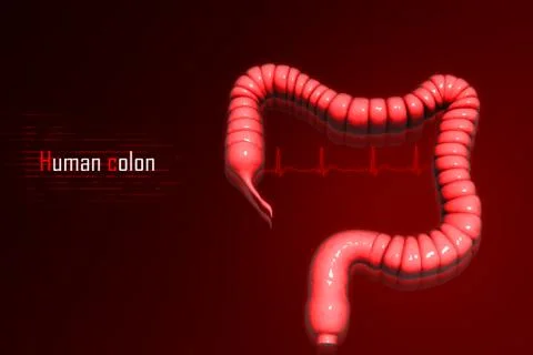 3d illustration of Human colon イラスト素材