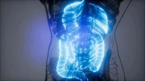 3d illustration of human digestive system parts and functions Video stock 112124972