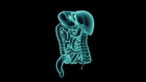 3d illustration of human digestive system - liver, stomach, pancreas and Stock Footage 346197319