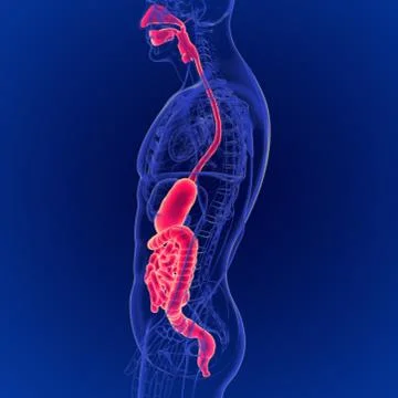 3D Illustration of Human Digestive System Anatomy Stock Illustration