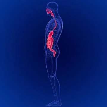 3D Illustration of Human Digestive System Anatomy Stock Illustration