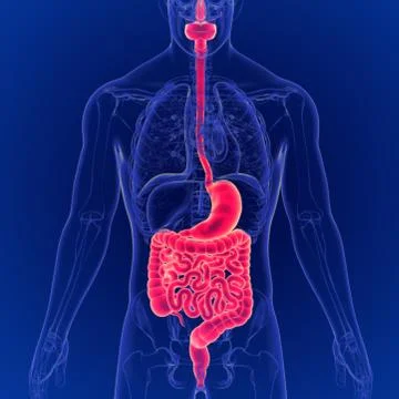 3D Illustration of Human Digestive System Anatomy Stock Illustration