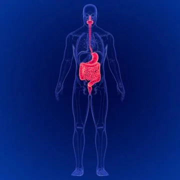 3D Illustration of Human Digestive System Anatomy Stock Illustration
