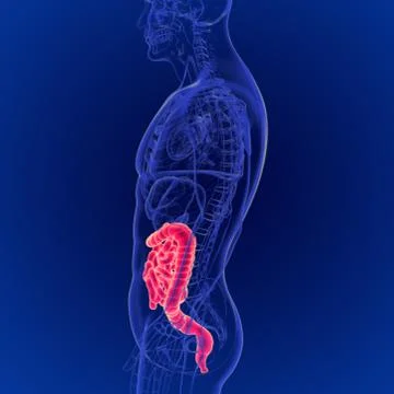 3D Illustration of Human Digestive System Large and Small Intestine Anatomy イラスト素材