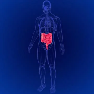 3D Illustration of Human Digestive System Large and Small Intestine Anatomy イラスト素材