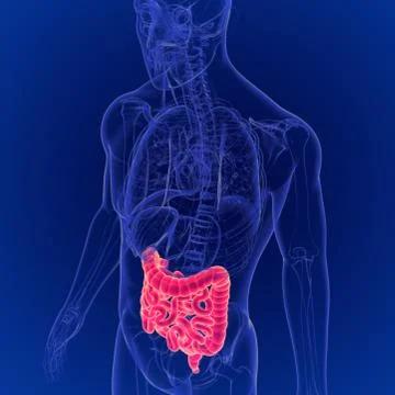 3D Illustration of Human Digestive System Large and Small Intestine Anatomy Stockillustratie