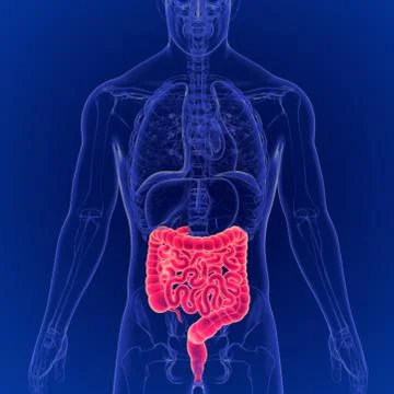 3D Illustration of Human Digestive System Large and Small Intestine Anatomy イラスト素材
