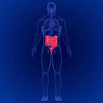 3D Illustration of Human Digestive System Large and Small Intestine Anatomy Stockillustratie
